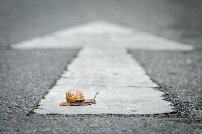 A photo of a snail crossing a road; a white arrow is painted on the road.