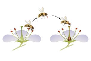 An illustration of bees pollinating flowers.