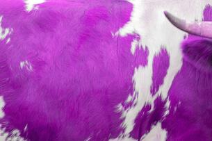 An image of a purple cow.