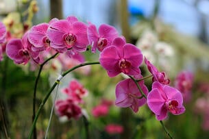 A photo of a pink orchid.