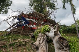 A photo of a Puerto Rican flag painted on an uprooted tree's roots in the aftermath of Hurricane Maria, in San Juan, Puerto Rico.